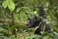 Chimpanze sauvage. Wild Chimpanzes.
(Pan troglodytes schweinfurthi)
Foret du Parc National de Kibale. Ouganda,
Kibale National Park. Uganda, 
 Pan troglodytes 
 scheinfurthi 
 Afrique 
 Africa 
 mammifere 
 mammal 
 Kibale 
 forest 
 foret 
 Parc National 
 National Park 
 singe 
 grand singe 
 Ape 
 Great Ape 
 chimpanze 
 chimpanzee 
 chimp 
 animal 
 espece 
 OUGANDA - Uganda, 
 KIbale National Park,  