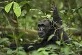 Chimpanze sauvage. Wild Chimpanzes.
(Pan troglodytes schweinfurthi)
Foret du Parc National de Kibale. Ouganda,
Kibale National Park. Uganda, 
 Pan troglodytes 
 scheinfurthi 
 Afrique 
 Africa 
 mammifere 
 mammal 
 Kibale 
 forest 
 foret 
 Parc National 
 National Park 
 singe 
 grand singe 
 Ape 
 Great Ape 
 chimpanze 
 chimpanzee 
 chimp 
 animal 
 espece 
 OUGANDA - Uganda, 
 KIbale National Park,  