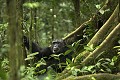 Chimpanze sauvage. Wild Chimpanzes.
(Pan troglodytes schweinfurthi)
Foret du Parc National de Kibale. Ouganda,
Kibale National Park. Uganda, 
 Pan troglodytes 
 scheinfurthi 
 Afrique 
 Africa 
 mammifere 
 mammal 
 Kibale 
 forest 
 foret 
 Parc National 
 National Park 
 singe 
 grand singe 
 Ape 
 Great Ape 
 chimpanze 
 chimpanzee 
 chimp 
 animal 
 espece 
 OUGANDA - Uganda, 
 KIbale National Park,  