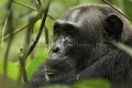 Chimpanze sauvage. Wild Chimpanzes.
(Pan troglodytes schweinfurthi)
Foret du Parc National de Kibale. Ouganda,
Kibale National Park. Uganda, 
 Pan troglodytes 
 scheinfurthi 
 Afrique 
 Africa 
 mammifere 
 mammal 
 Kibale 
 forest 
 foret 
 Parc National 
 National Park 
 singe 
 grand singe 
 Ape 
 Great Ape 
 chimpanze 
 chimpanzee 
 chimp 
 animal 
 espece 
 gros plan 
 close-up 
 portrait 
 plan serre 
 tete 
 detail 
 head 
 regard 
 eyes 
 OUGANDA - Uganda, 
 KIbale National Park,  