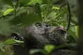 Chimpanze sauvage. Wild Chimpanzes.
(Pan troglodytes schweinfurthi)
Foret du Parc National de Kibale. Ouganda,
Kibale National Park. Uganda, 
 Pan troglodytes 
 scheinfurthi 
 Afrique 
 Africa 
 mammifere 
 mammal 
 Kibale 
 forest 
 foret 
 Parc National 
 National Park 
 singe 
 grand singe 
 Ape 
 Great Ape 
 chimpanze 
 chimpanzee 
 chimp 
 animal 
 espece 
 gros plan 
 close-up 
 portrait 
 plan serre 
 tete 
 detail 
 head 
 regard 
 eyes 
 OUGANDA - Uganda, 
 KIbale National Park,  