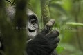 Chimpanze sauvage. Wild Chimpanzes.
(Pan troglodytes schweinfurthi)
Foret du Parc National de Kibale. Ouganda,
Kibale National Park. Uganda, 
 Pan troglodytes 
 scheinfurthi 
 Afrique 
 Africa 
 mammifere 
 mammal 
 Kibale 
 forest 
 foret 
 Parc National 
 National Park 
 singe 
 grand singe 
 Ape 
 Great Ape 
 chimpanze 
 chimpanzee 
 chimp 
 animal 
 espece 
 gros plan 
 close-up 
 portrait 
 plan serre 
 tete 
 detail 
 head 
 regard 
 eyes 
 OUGANDA - Uganda, 
 KIbale National Park,  