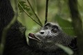 Chimpanze sauvage. Wild Chimpanzes.
(Pan troglodytes schweinfurthi)
Foret du Parc National de Kibale. Ouganda,
Kibale National Park. Uganda, 
 Pan troglodytes 
 scheinfurthi 
 Afrique 
 Africa 
 mammifere 
 mammal 
 Kibale 
 forest 
 foret 
 Parc National 
 National Park 
 singe 
 grand singe 
 Ape 
 Great Ape 
 chimpanze 
 chimpanzee 
 chimp 
 animal 
 espece 
 gros plan 
 close-up 
 portrait 
 plan serre 
 tete 
 detail 
 head 
 regard 
 eyes 
 OUGANDA - Uganda, 
 KIbale National Park,  