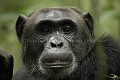Chimpanze sauvage. Wild Chimpanzes.
(Pan troglodytes schweinfurthi)
Foret du Parc National de Kibale. Ouganda,
Kibale National Park. Uganda, 
 Pan troglodytes 
 scheinfurthi 
 Afrique 
 Africa 
 mammifere 
 mammal 
 Kibale 
 forest 
 foret 
 Parc National 
 National Park 
 singe 
 grand singe 
 Ape 
 Great Ape 
 chimpanze 
 chimpanzee 
 chimp 
 animal 
 espece 
 gros plan 
 close-up 
 portrait 
 plan serre 
 tete 
 detail 
 head 
 regard 
 eyes 
 OUGANDA - Uganda, 
 KIbale National Park,  