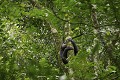 Chimpanze sauvage. Wild Chimpanzes.
(Pan troglodytes schweinfurthi)
Foret du Parc National de Kibale. Ouganda,
Kibale National Park. Uganda, 
 Pan troglodytes 
 scheinfurthi 
 Afrique 
 Africa 
 mammifere 
 mammal 
 Kibale 
 forest 
 foret 
 Parc National 
 National Park 
 singe 
 grand singe 
 Ape 
 Great Ape 
 chimpanze 
 chimpanzee 
 chimp 
 animal 
 espece 
 OUGANDA - Uganda, 
 KIbale National Park,  