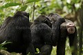 Chimpanze sauvage en grooming (epouillage collectif). A droite femelle en chaleur.
Wild Chimpanzees in Grooming. ON the Right, Female in Oestrus.
(Pan troglodytes schweinfurthi)
Foret du Parc National de Kibale. Ouganda,
Kibale National Park. Uganda, 
 Pan troglodytes 
 scheinfurthi 
 Afrique 
 Africa 
 mammifere 
 mammal 
 Kibale 
 forest 
 foret 
 Parc National 
 National Park 
 singe 
 grand singe 
 Ape 
 Great Ape 
 chimpanze 
 chimpanzee 
 chimp 
 animal 
 espece 
 grooming 
 epouillage 
 groupe 
 societe 
 ensemble 
 comportement 
 social 
 groupe 
 sensemble 
 hierarchie 
 socialisation 
 entraide 
 dominance 
 respect 
 OUGANDA - Uganda, 
 KIbale National Park,  