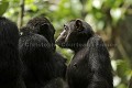 Chimpanze sauvage en grooming (epouillage collectif). 
Wild Chimpanzees in Grooming.
(Pan troglodytes schweinfurthi)
Foret du Parc National de Kibale. Ouganda,
Kibale National Park. Uganda, 
 Pan troglodytes 
 scheinfurthi 
 Afrique 
 Africa 
 mammifere 
 mammal 
 Kibale 
 forest 
 foret 
 Parc National 
 National Park 
 singe 
 grand singe 
 Ape 
 Great Ape 
 chimpanze 
 chimpanzee 
 chimp 
 animal 
 espece 
 grooming 
 epouillage 
 groupe 
 societe 
 ensemble 
 comportement 
 social 
 groupe 
 sensemble 
 hierarchie 
 socialisation 
 entraide 
 dominance 
 respect 
 OUGANDA - Uganda, 
 KIbale National Park,  