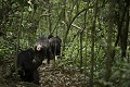 Chimpanzes sauvages, groupe se deplace au sol en foret. 
Wild Chimpanzees walking, moving on the ground.
(Pan troglodytes schweinfurthi)
Foret du Parc National de Kibale. Ouganda,
Kibale National Park. Uganda, 
 Pan troglodytes 
 scheinfurthi 
 Afrique 
 Africa 
 mammifere 
 mammal 
 Kibale 
 forest 
 foret 
 Parc National 
 National Park 
 singe 
 grand singe 
 Ape 
 Great Ape 
 chimpanze 
 chimpanzee 
 chimp 
 animal 
 espece 
 OUGANDA - Uganda, 
 KIbale National Park,  