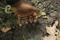 Chimpanze sauvage. Wild Chimpanzes.
(Pan troglodytes schweinfurthi)
Foret du Parc National de Kibale. Ouganda,
Kibale National Park. Uganda, 
, Empreinte de Chimpanze au sol. Chimpanzee's Foot Print on Ground.
Foret equatoriale primaire de Kibale. Ouganda.
Equatorial Pristine Rain Forest of Kibale. Uganda 
 Africa 
 Afrique 
 Ape 
 chimpanze 
 Chimpanze 
 Chimpanzee 
 doigt 
 empreinte 
 foot Print 
 forest 
 foret 
 Great Ape 
 mammal 
 mammifere 
 marcher 
 mark 
 marque 
 Ouganda 
 Pan trogl 
 primate 
 sol 
 trace 
 Uganda 
 OUGANDA - Uganda, 
 KIbale National Park,  