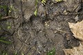 Chimpanze sauvage. Wild Chimpanzes.
(Pan troglodytes schweinfurthi)
Foret du Parc National de Kibale. Ouganda,
Kibale National Park. Uganda, 
, Empreinte de Chimpanze au sol. Chimpanzee's Foot Print on Ground.
Foret equatoriale primaire de Kibale. Ouganda.
Equatorial Pristine Rain Forest of Kibale. Uganda 
 Africa 
 Afrique 
 Ape 
 chimpanze 
 Chimpanze 
 Chimpanzee 
 doigt 
 empreinte 
 foot Print 
 forest 
 foret 
 Great Ape 
 mammal 
 mammifere 
 marcher 
 mark 
 marque 
 Ouganda 
 Pan trogl 
 primate 
 sol 
 trace 
 Uganda 
 OUGANDA - Uganda, 
 KIbale National Park,  