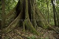 Contreforts d'un Arbre de la  foret primaire de Kibale - Ouganda.
Huge Tree from the Rain Forest of Kibale.
Uganda. 
 Pan troglodytes 
 scheinfurthi 
 Afrique 
 Africa 
 mammifere 
 mammal 
 Kibale 
 forest 
 foret 
 Parc National 
 National Park 
 singe 
 grand singe 
 Ape 
 Great Ape 
 chimpanze 
 chimpanzee 
 chimp 
 animal 
 espece  