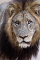 Gros plan d'un vieux Lion mâle. (Panthera leo). Sabi Sand Game Reserve. South Africa. Plus ils deviennent vieux, plus les mâles ont la face et surtout le "bout du nez" sombre, plein de cicatrices résultat de pas mal de coups de pattes encaissés... Big five 
 Panthera leo 
 Pirvate Game Reserve 
 Private 
 cat 
 félin 
 lion 
 South Africa, 
 Sabi Sand,
Private,
Game, 
Reserve, 
 