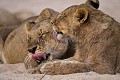 Troupe de Lions avec ses jeunes. (Panthera leo). Sabi Sand Private Game Reserve. South Africa. Big five 
 Panthera leo 
 Pirvate Game Reserve 
 Private 
 Private Game Reserve 
 bed 
 behaviour 
 big 
 bisous 
 calins 
 cat 
 clan 
 cohésion 
 communication 
 five 
 félin 
 greetings 
 group 
 groupe 
 lion 
 lionnes 
 lit 
 odeurs 
 odours 
 pride 
 recognize 
 reconnaissance 
 river 
 river bed 
 rivière 
 social 
 South Africa, 
 Sabi Sand Private Game Reserve, 