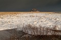 La baie et le Mont Saint Michel sous la neige. Janvier 2010. Normandie. France. Baie 
 Baie du Mont Saint Michel 
 Bay 
 Bretagne 
 Brittany 
 France 
 Michel 
 Mont 
 Mont-Saint-Michel 
 Normandie 
 Normandy 
 Saint 
 janvier 
 littoral 
 neige 
 saison 
 season 
 shore 
 snow 
 FRANCE, 
 Normandy - Normandie, 