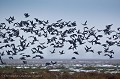 Bernaches cravants dans les prés salés (herbus) de la baie du Mont Saint Michel en janvier, sous la tempête de neige... (Branta bernicla).
Normandie, France. Baie 
 Bay 
 France 
 Michel 
 Mont 
 Normandie 
 Normandy 
 hiver 
 saint 
 snow 
 winter,
oiseau,
bird,
flock,
voler,
fly,
flying,
geese,
goose, 
Branta,
bernicla,
Brant,
bernache, 
cravant
 