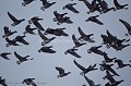 Vol de Bernaches cravants dans les prés salés de la baie du Mont Saint Michel en janvier, sous la tempête de neige... (Branta bernicla).
Normandie, France. Baie 
 Bay 
 France 
 Michel 
 Mont 
 Normandie 
 Normandy 
 hiver 
 saint 
 snow 
 winter,
birds,
oiseaux,
oies,
geese,
goose,
flock,
Branta,
bernicla,
brant,
 