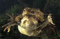 Accouplement de crapauds communs dans une mare. (Bufo bufo). Bretagne crapaud, commun, Bufo, bufo, accouplement, amphibien, reproduction, couple, eau, zone, humide, mare, batracien, printemps, 