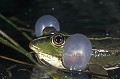 (Rana esculenta). Grenouille Verte en train de chanter la nuit  au printemps dans une mare. Bretagne. France. Les sacs vocaux amplifient le son audible à plusieurs km de distance. mare 
 grenouille 
 verte 
 common 
 Rana 
 esculenta 
 chant 
 sac 
 vocal 
 vocaux 
 amplifier 
 son 
 reproduction 
 matin 
 song 