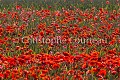 Champ de Coquelicots  (Papaver rhoeas). Vendée, France. France 
 Papaver 
 Ré 
 Vendée 
 color 
 common 
 coquelicots 
 flower 
 numérique 
 poppies 
 red 
 rhoeas 
 rouge 
 stage 