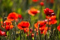 Champ de Coquelicots  (Papaver rhoeas). Vendée, France. France 
 Papaver 
 Ré 
 Vendée 
 color 
 common 
 coquelicots 
 flower 
 numérique 
 poppies 
 red 
 rhoeas 
 rouge 
 stage 