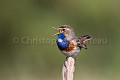 Gorgebleue (Luscinia svecica) en train de chanter dans la végétation du bord de mer.  Vendée. France Aiguillon 
 France 
 Gorgebleue 
 Luscinia 
 Pointe 
 Vendée 
 blanc 
 bleu 
 bleue 
 blue 
 bluethroat 
 call 
 chant 
 chanter 
 chanteur 
 gorge 
 male 
 oiseau 
 passereau 
 printemps 
 sing 
 spring 
 svecica 
 throat 