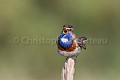 Gorgebleue (Luscinia svecica) en train de chanter dans la végétation du bord de mer. Vendée. France Aiguillon 
 France 
 Luscinia 
 Pointe 
 Vendée 
 blanc 
 bleu 
 bleue 
 blue 
 bluethroat 
 call 
 chant 
 chanter 
 chanteur 
 gorge 
 male 
 oiseau 
 passereau 
 printemps 
 sing 
 spring 
 svecica 
 throat 