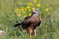 Milan noir (Milvus migrans) dans une prairie naturelle du marais Poitevin. 
Affût en dur permanent. Vous pouvez vous aussi faire des photos de milans, de buse ou de busard des roseaux dans cet affût. Cliquez sur l'onglet "Stages et Voyages" pour en savoir plus. Black 
 Black Kite 
 Dixmérie 
 France 
 Kite 
 Milvus 
 Vendée 
 bird 
 bocage 
 campagne 
 faune 
 humide 
 jaune 
 meadow 
 migrans 
 migrateur 
 migratory 
 milan 
 natural meadow 
 nature 
 naturelle 
 noir 
 prairie 
 printemps 
 rapace 
 raptor 
 sauvage 
 spring 
 vie 
 wildlife 
 yellow 