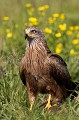 Milan noir (Milvus migrans) dans une prairie naturelle du marais Poitevin. 
Affût en dur permanent. Vous pouvez vous aussi faire des photos de milans, de buse ou de busard des roseaux dans cet affût. Cliquez sur l'onglet "Stages et Voyages".
 Black 
 Black Kite 
 Dixmérie 
 France 
 Kite 
 Milvus 
 Vendée 
 bird 
 bocage 
 campagne 
 faune 
 humide 
 jaune 
 meadow 
 migrans 
 migrateur 
 migratory 
 milan 
 natural meadow 
 nature 
 naturelle 
 noir 
 prairie 
 printemps 
 rapace 
 raptor 
 sauvage 
 spring 
 vie 
 wildlife 
 yellow 