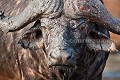 Buffle après un bain de boue. 
(Syncerus caffer)
Afrique du Sud.
 buffle,
big five,
buffalo,
Syncerus,
caffer,
Afrique,
africa,
mammal,
cornes,
horns,
oreilles,
animal,
sauvage,
wild,
south,
boue,
mud,
bath,
 
