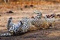 Leopard mâle.
(Panthera leo).
Afrique du Sud. 
big five,
Afrique,
africa,
mammal,
oreilles,
animal,
sauvage,
wild,
south,
félin,
bailler,
rouler,
dos,
plaisir,

 