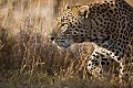 Léopard en chasse.
(Panthera pardus)
Afrique du Sud.
 leopard,
Panthera,
pardus,
big, 
five,
male,
hunt,
chasse,
approach,
cat,
félin,
prédateur,
predator,
hunting,
chasser,
mammal,
mammifère,
bush,
brousse,
Afrique,
Africa,
 