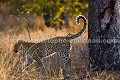 Léopard, femelle en train de marquer son territoire.
(Panthera pardus).
Afrique du Sud.
 leopard,
Panthera,
pardus,
big, 
five,
male,
hunt,
chasse,
approach,
cat,
félin,
prédateur,
predator,
hunting,
chasser,
mammal,
mammifère,
bush,
brousse,
Afrique,
Africa,
female,
territoire,
femelle,
marquer,
urine,
scent,
hormone,
brousse,
 