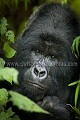 Gorille de montagne, male dominant dos argenté (Gorilla gorilla beringei), Parc National des Virunga, Congo RDC. Africa 
 Afrique 
 Apes 
 Congo 
 DRC 
 Gorilla 
 Gorilla gorilla beringei 
 RDC 
 Virunga 
 beringei 
 gorille 
 mammal 
 mammifère 
 montagne 
 mountain 
 singe ,
silver,
back,
dos,
argenté,
 