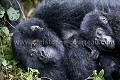 Jeunes gorilles de montagne (Gorilla gorilla beringei), Parc National des Virunga, Congo RDC Africa 
 Afrique 
 Apes 
 Congo 
 DRC 
 Gorilla 
 Gorilla gorilla beringei 
 RDC 
 Virunga 
 beringei 
 gorille 
 mammal 
 mammifère 
 montagne 
 mountain 
 singe 