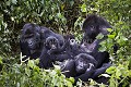 Famille de Gorilles de plaines de l'Est ((Gorilla gorilla graueri), Parc National de Kahuzi-Biega,  République Démocratique du Congo. Africa 
 Afrique 
 Apes 
 Congo 
 DRC 
 Gorilla 
 RDC 
 gorille 
 lowland 
 mammal 
 mammifère 
 plaine 
 primate 
 singe 
 Gorilla 
 graueri 
 plaine 
 Est 
 East 