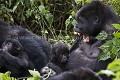 Famille de Gorilles de plaine de l'Est (Gorilla gorilla graueri), Parc National de Kahuzi-Biega,  Republique Démocratique du Congo. Africa 
 Afrique 
 Apes 
 Biega 
 Congo 
 DRC 
 Gorilla 
 Kahuzi 
 RDC 
 east 
 esatern 
 est 
 gorille 
 graueri 
 low-land 
 lowland 
 mammal 
 mammifère 
 plaine 
 primate 
 singe 