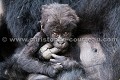 Bébé gorille de plaine de l'Est (Gorilla gorilla graueri), Parc National de Kahuzi-Biega,  République Démocratique du Congo. Africa 
 Afrique 
 Apes 
 Congo 
 DRC 
 Gorilla 
 RDC 
 gorille 
 low-land 
 mammal 
 mammifère 
 plaine 
 primate 
 singe,
Gorilla,
gorilla,
graueri 