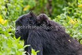 Bébé Gorille de montagne sur le dos de sa mère (Gorilla gorilla beringei), Parc National des Virunga, Congo RDC. --  Mountain gorilla  (Gorilla gorilla beringei) Virunga National Park. Congo DRC. Africa 
 Afrique 
 Apes 
 Congo 
 DRC 
 Gorilla 
 Gorilla gorilla beringei 
 RDC 
 Virunga 
 beringei 
 gorille 
 mammal 
 mammifère 
 montagne 
 mountain 
 singe, 
dos,
back,
mother,
mère,
mum,
bébé,
baby,
 