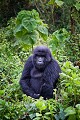 Gorille de montagne (Gorilla gorilla beringei), Parc National des Virunga, Congo RDC. Africa 
 Afrique 
 Apes 
 Congo 
 DRC 
 Gorilla 
 Gorilla gorilla beringei 
 RDC 
 Virunga 
 beringei 
 gorille 
 mammal 
 mammifère 
 montagne 
 mountain 
 singe 