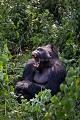 Dos argenté, mâle dominant Gorille de plaine de l'Est ((Gorilla gorilla graueri), Parc National de Kahuzi-Biega,  Republique Démocratique du Congo. Africa 
 Afrique 
 Apes 
 Biega 
 Congo 
 DRC 
 Gorilla 
 Kahuzi 
 RDC 
 argenté 
 back 
 bailler 
 dents 
 dominant 
 dos 
 east 
 esatern 
 est 
 gorille 
 graueri 
 low-land 
 lowland 
 male 
 mammal 
 mammifère 
 mâle 
 plaine 
 powerful 
 primate 
 puissant 
 silver 
 silverback 
 singe 
 teeth 
 yawning 