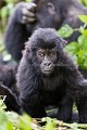 Jeune Gorille de plaine de l'Est (Gorilla gorilla graueri), Parc National de Kahuzi-Biega,  Republique Démocratique du Congo. Africa 
 Afrique 
 Apes 
 Biega 
 Congo 
 DRC 
 Gorilla 
 Kahuzi 
 RDC 
 east 
 esatern 
 est 
 gorille 
 graueri 
 low-land 
 lowland 
 mammal 
 mammifère 
 plaine 
 primate 
 singe,
young,
jeune,
 