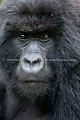 Gorille de montagne (Gorilla gorilla beringei), Parc National des Virunga, Congo RDC. -- Africa 
 Afrique 
 Apes 
 Congo 
 DRC 
 Gorilla 
 Gorilla gorilla beringei 
 RDC 
 Virunga 
 beringei 
 gorille 
 mammal 
 mammifère 
 montagne 
 mountain 
 singe 