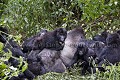 Famille de Gorilles de plaine de l'Est ((Gorilla gorilla graueri), Parc National de Kahuzi-Biega,  République Démocratique du Congo. Africa 
 Afrique 
 Apes 
 Biega 
 Congo 
 DRC 
 Gorilla 
 Kahuzi 
 RDC 
 east 
 esatern 
 est 
 gorille 
 graueri 
 low-land 
 lowland 
 mammal 
 mammifère 
 plaine 
 primate 
 singe 