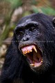 Mâle chimpanzé en forêt (Pan troglodytes schweinfurtheii).  Forêt de Kibale. Ouganda. Africa 
 Afrique 
 Apes 
 Chimps 
 Kibale 
 Ouganda 
 Pan 
 Uganda 
 chimpanzee 
 chimpanzé 
 forest 
 forêt 
 mammal 
 mammifère 
 primate 
 schweinfurtheii 
 singe 
 singes 
 troglodytes 
