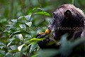 Mâle chimpanzé en train de manger des fruits (Pan troglodytes schweinfurtheii).  Forêt de Kibale. Ouganda. Africa 
 Afrique 
 Apes 
 Chimps 
 Kibale 
 Ouganda 
 Pan 
 Uganda 
 chimpanzee 
 chimpanzé 
 forest 
 forêt 
 male 
 mammal 
 mammifère 
 mâle 
 primate 
 sauvage 
 schweinfurtheii 
 singe 
 singes 
 troglodytes 
 wildlife 