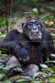 "Mobutu" est un vieux mâle chimpanzé, le leader du groupe. (Pan troglodytes schweinfurtheii).  Forêt de Kibale. Ouganda. Africa 
 Afrique 
 Apes 
 Chimps 
 Kibale 
 Ouganda 
 Pan 
 Uganda 
 chimpanzee 
 chimpanzé 
 forest 
 forêt 
 mammal 
 mammifère 
 primate 
 sauvage 
 schweinfurtheii 
 singe 
 singes 
 troglodytes 
 wildlife 