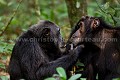 "Mobutu" est un vieux mâle chimpanzé, le leader du groupe. Séance d'épouillage avec un autre mâle de rang inférieur. (Pan troglodytes schweinfurtheii).  Forêt de Kibale. Ouganda. Africa 
 Afrique 
 Apes 
 Chimps 
 Kibale 
 Ouganda 
 Uganda 
 chimpanzee 
 chimpanzé 
 forest 
 forêt 
 mammal 
 mammifère 
 primate 
 sauvage 
 singe 
 singes 
 wildlife 