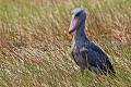 Bec en sabot. (Balaeniceps rex).
Marais du Lac Victoria. Ouganda. Africa 
 Afrique 
 Bec en sabot 
 Mabamba 
 Ouganda 
 Shoebill 
 Stork 
 Uganda 
 bec 
 bird 
 cigogne 
 marais 
 marsh 
 oiseau 