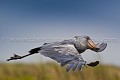 Bec en sabot (Balaeniceps rex)
Marais du Lac Victoria. Ouganda. Africa 
 Afrique 
 Bec en sabot 
 Mabamba 
 Ouganda 
 Shoebill 
 Stork 
 Uganda 
 bec 
 bird 
 cigogne 
 marais 
 marsh 
 oiseau 