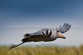 Bec en sabot. (Balaeniceps rex).
Marais du Lac Victoria. Ouganda. Africa 
 Afrique 
 Bec en sabot 
 Mabamba 
 Ouganda 
 Shoebill 
 Stork 
 Uganda 
 bec 
 bird 
 cigogne 
 marais 
 marsh 
 oiseau 